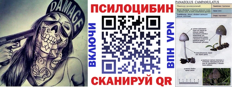 Купить закладки  Покачи  Галлюциногенные грибы Psilocybe 